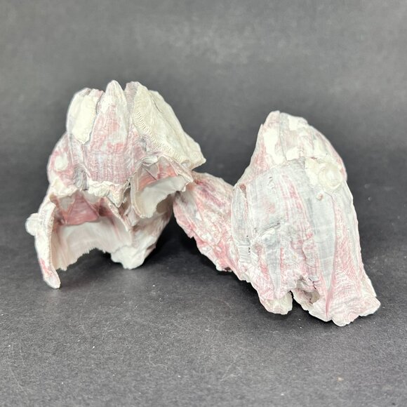 Acorn Barnacle Coral Reef Pink Purple Nautical Salt Water Coastal Aquarium Decor - Picture 4 of 9